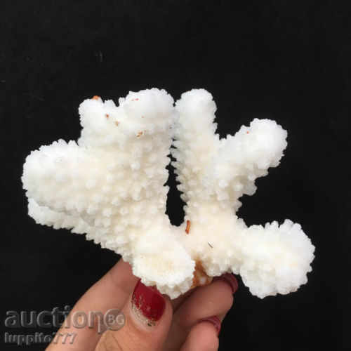 Auction coral marine natural Auction coral marine natural