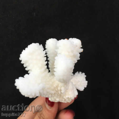 Delivery of coral marine natural Delivery of coral marine natural