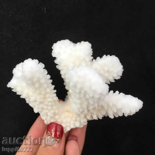 coral marine natural - 5 coral marine natural - 5