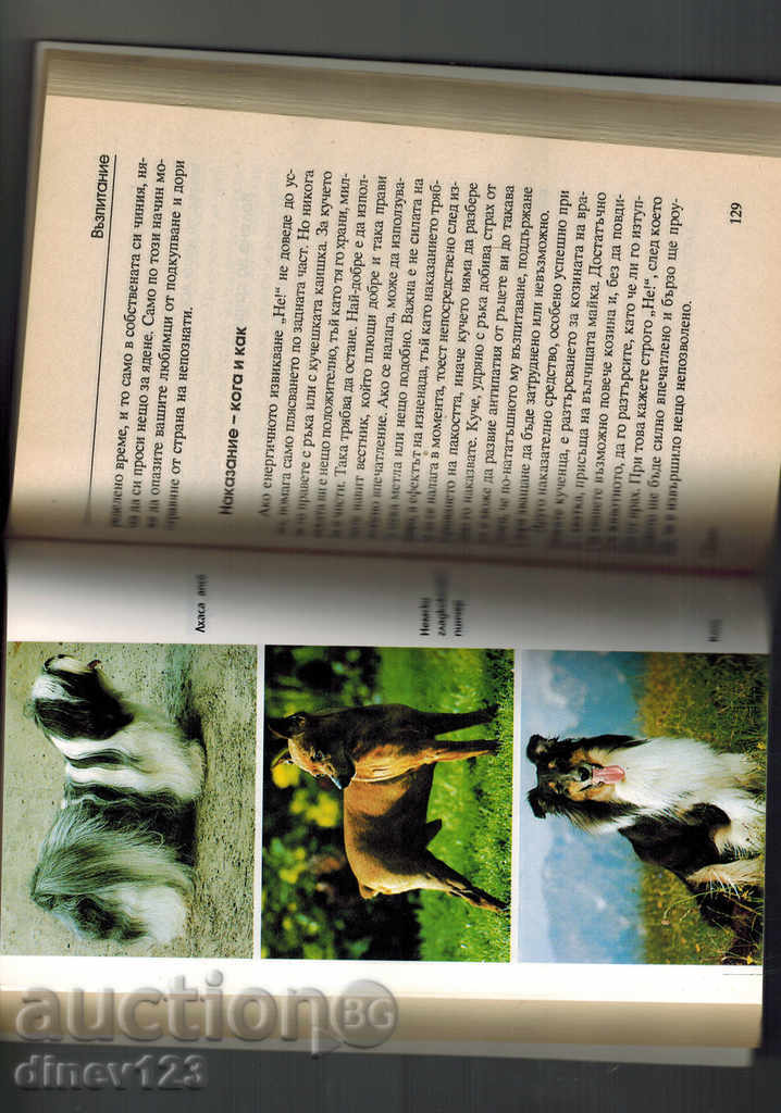 Δημοπρασία Σκύλοι - HELMUT Roger Δημοπρασία Σκύλοι - HELMUT Roger