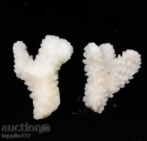 Auction  coral marine natural
