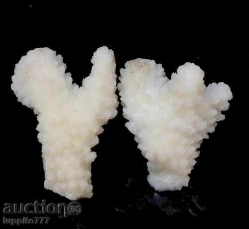 coral marine natural - 5