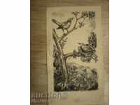 αποτύπωμα, πουλιά