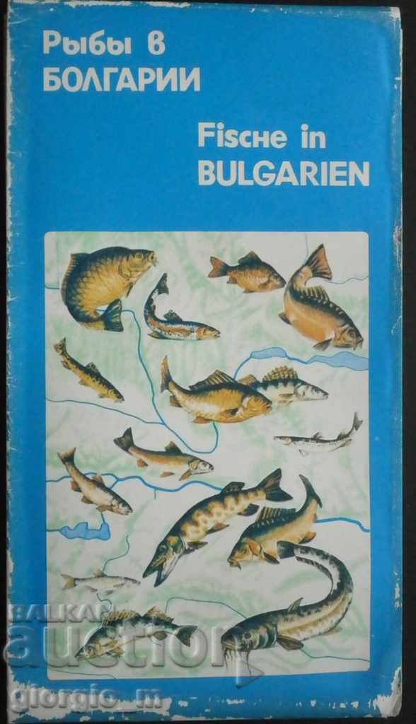 Pește în Bulgaria