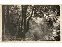 Vechea carte poștală - Statiune de vară „G.Dimitrov“ copac de vară