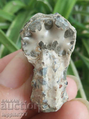 fossil natural marine with price 45.00 BGN | € 23.01 fossil natural marine with price 45.00 BGN | € 23.01