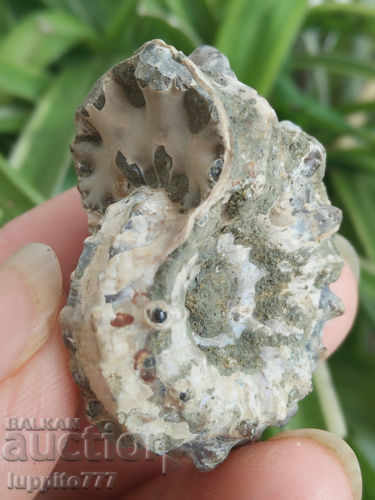 Auction fossil natural marine Auction fossil natural marine