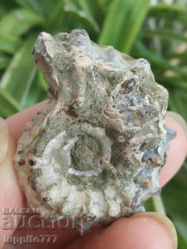 Delivery of fossil natural marine Delivery of fossil natural marine