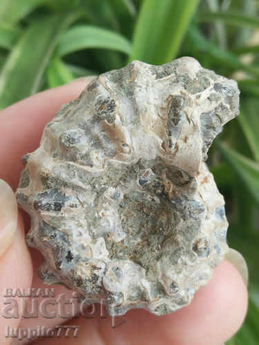 fossil natural marine - 5 fossil natural marine - 5