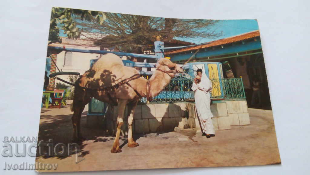 Postcard La Marsa Tunis Cafe du Saf-Saf 1965