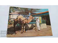 Καρτ ποστάλ La Marsa Τυνησία Cafe du SAF-Saf 1965