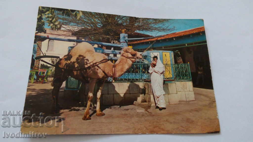 Καρτ ποστάλ La Marsa Τυνησία Cafe du SAF-Saf