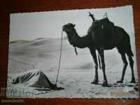 Card - TUNISIE - TUNISIA - Cuvinte - beduin cămilă