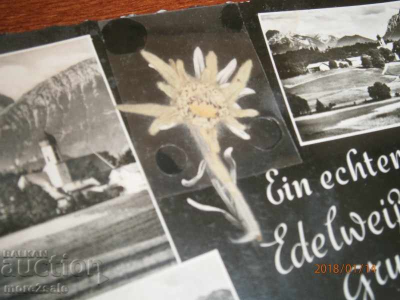 ZEEG κάρτα ΓΕΡΜΑΝΙΑ - credits - με πραγματική EDELWEISS με τιμή 4.00 BGN | € 2.05 ZEEG κάρτα ΓΕΡΜΑΝΙΑ - credits - με πραγματική EDELWEISS με τιμή 4.00 BGN | € 2.05