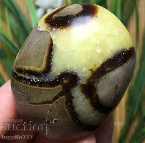 Auction septarian Auction septarian