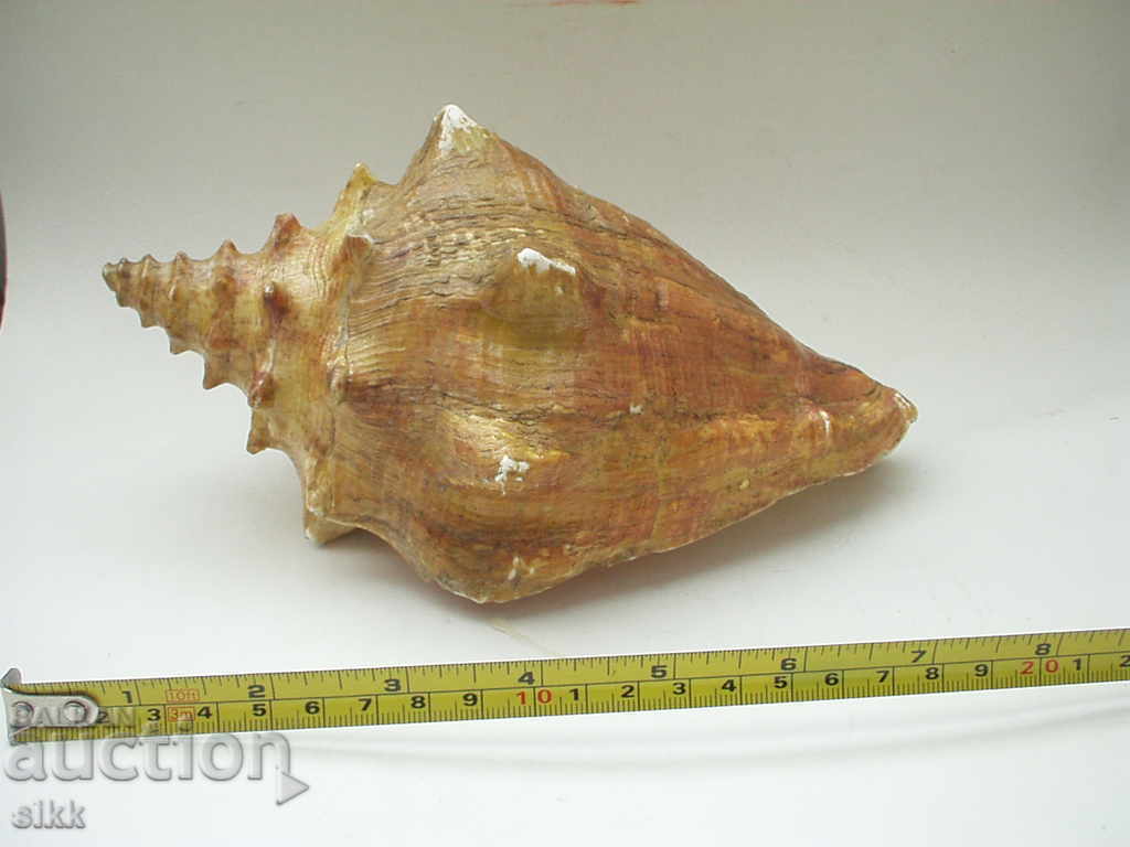 A large shell with price 20.00 BGN | € 10.23 A large shell with price 20.00 BGN | € 10.23