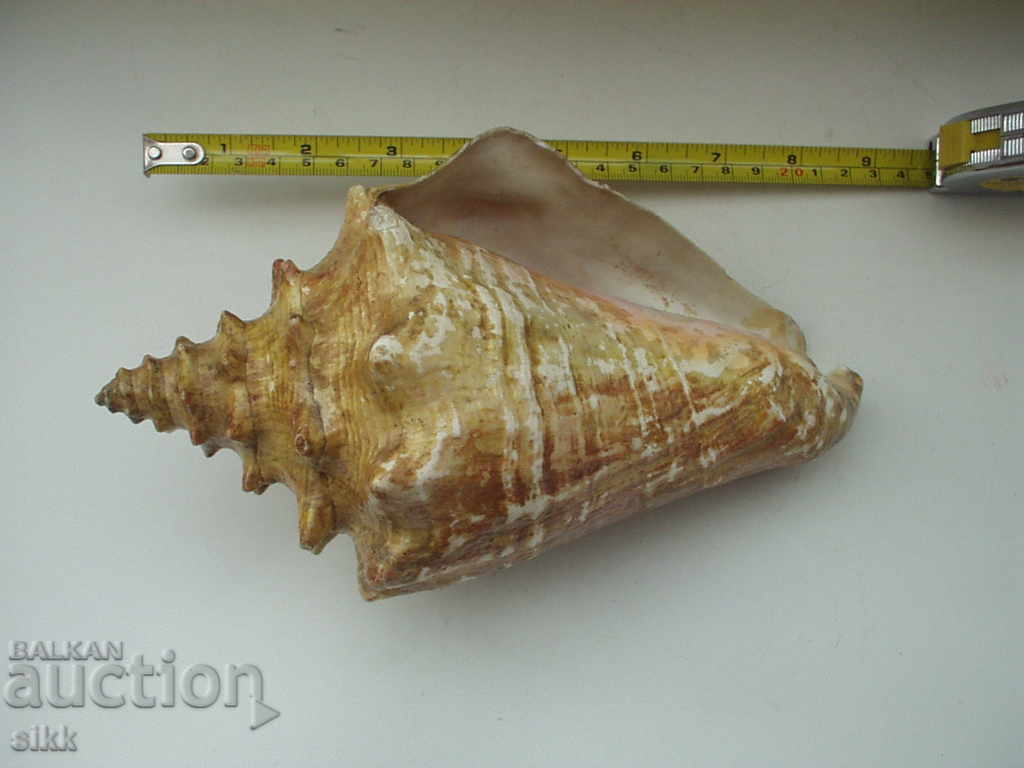 A large shell A large shell