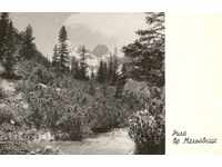 Пощенска картичка - Рила, връх "Мальовица"