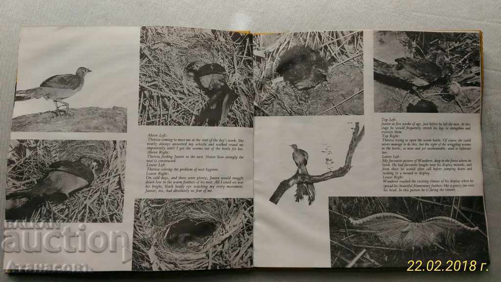 Auction Harold Pollock Menura - The Lyrebird Gramophone Plaque Auction Harold Pollock Menura - The Lyrebird Gramophone Plaque