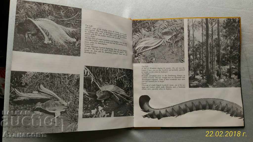 Livrarea Harold Pollock Menura - pentru păsările liră LP