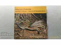 Harold Pollock Menura - The Lyrebird Gramophone Plaque