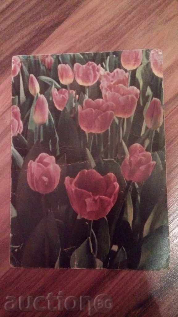 Russian postcard with tulips / flowers. 1959