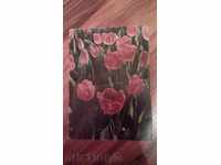 Ρωσική καρτ-ποστάλ με τουλίπες / λουλούδια. 1959