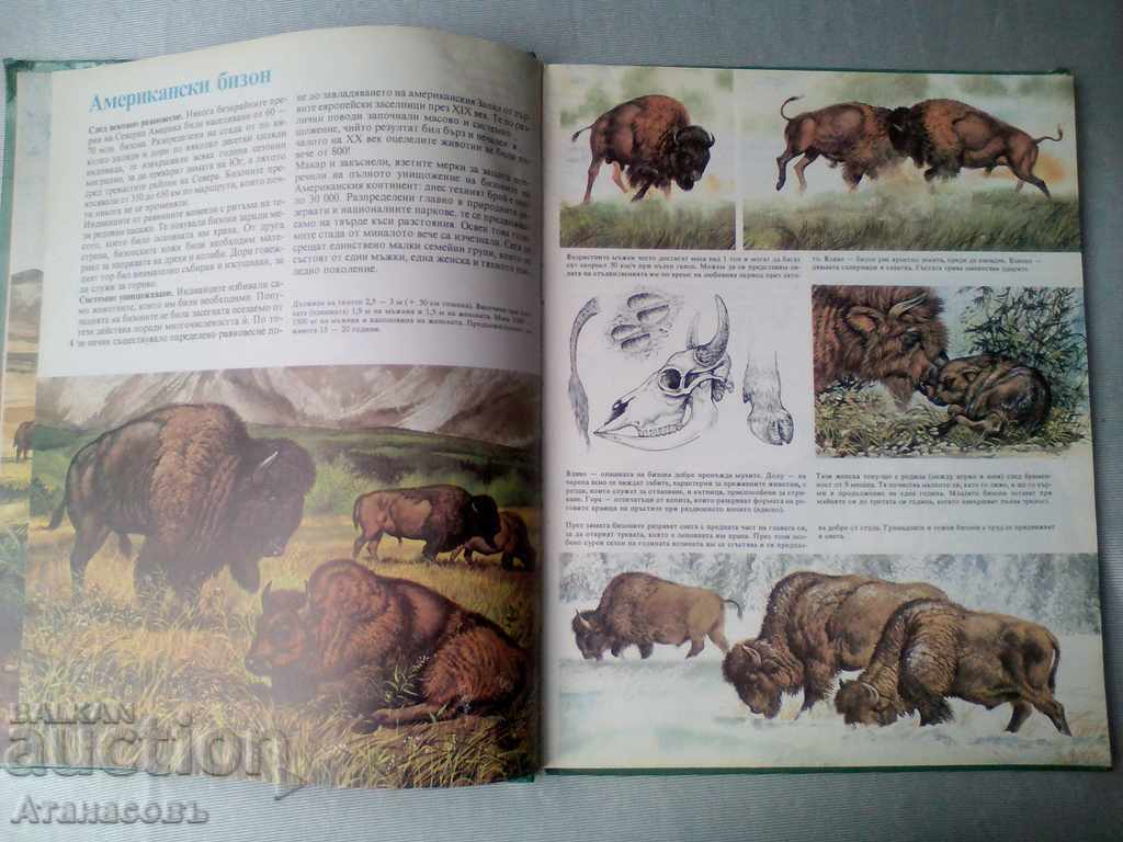 Auction Secrets of animals in prairies Behind the sea shores Auction Secrets of animals in prairies Behind the sea shores