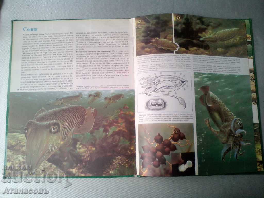 Delivery of Secrets of animals in prairies Behind the sea shores Delivery of Secrets of animals in prairies Behind the sea shores