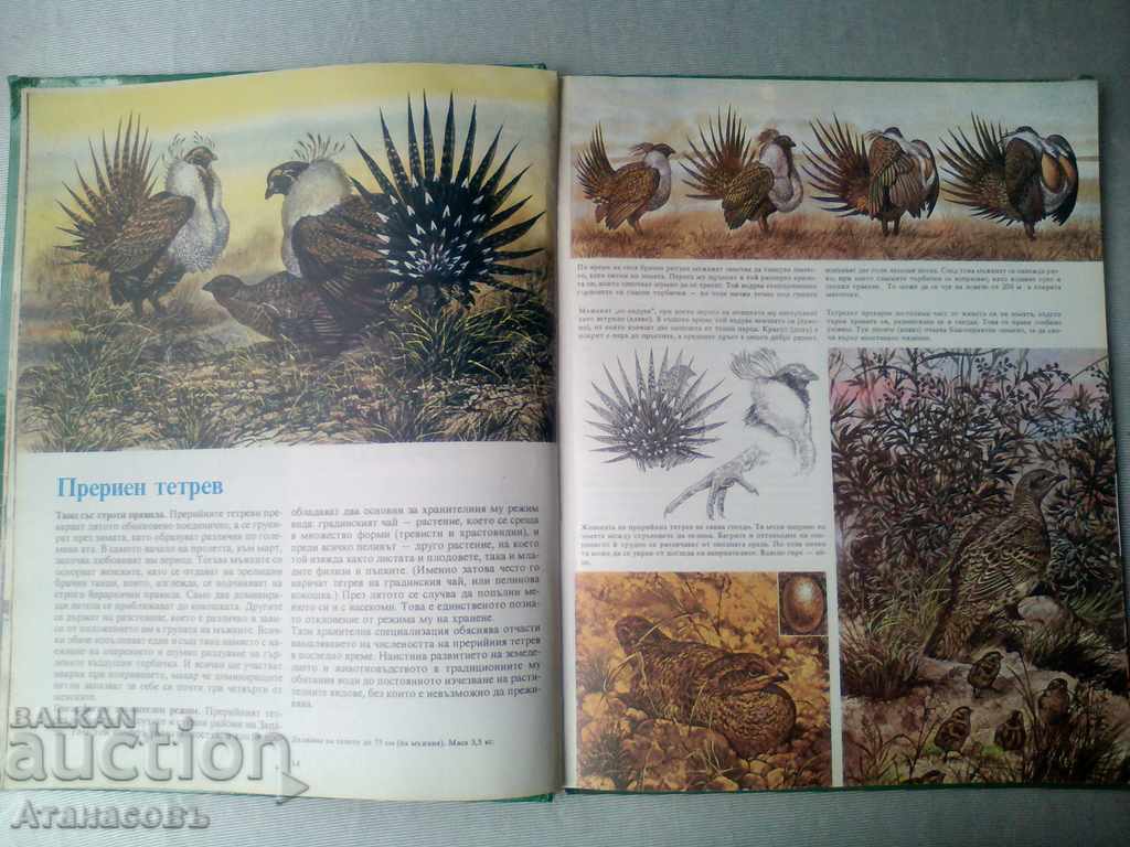 Secrets of animals in prairies Behind the sea shores - 5 Secrets of animals in prairies Behind the sea shores - 5