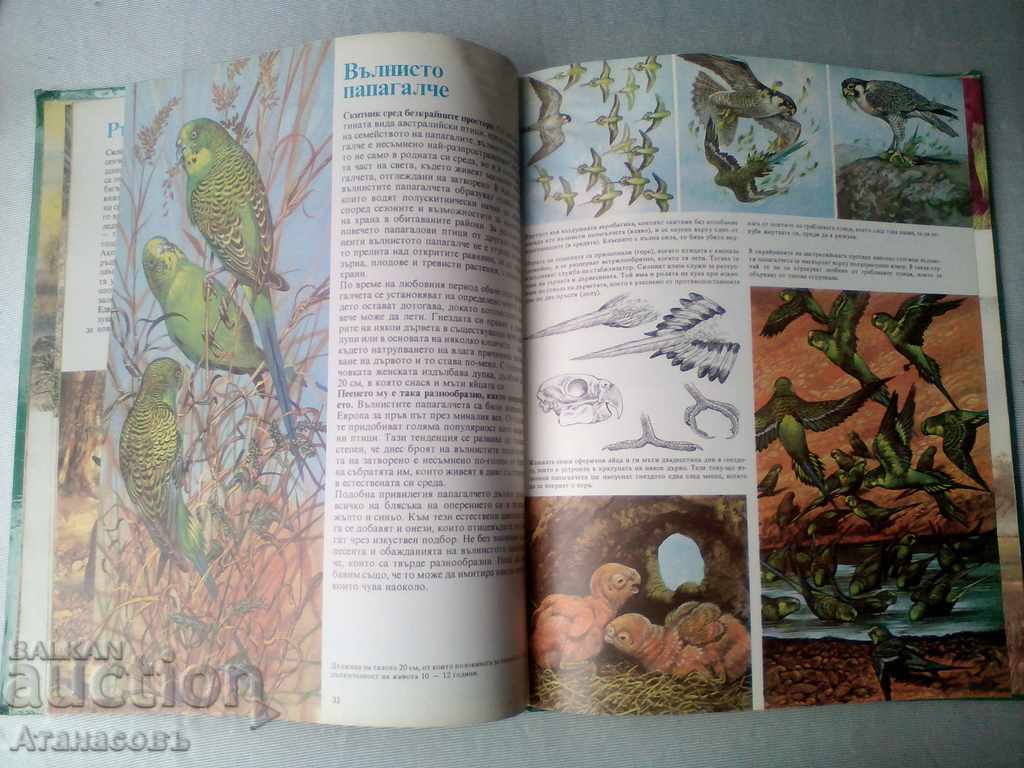 Secrets of animals in prairies Behind the sea shores - 6 Secrets of animals in prairies Behind the sea shores - 6