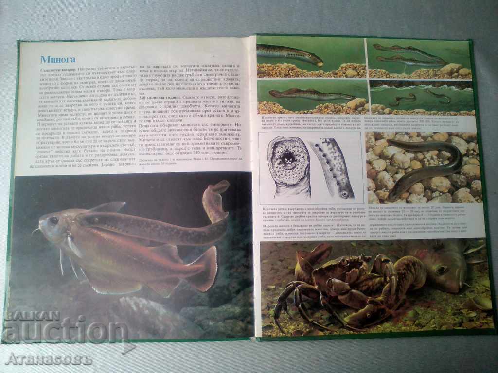 Secrets of animals in prairies Behind the sea shores - 7 Secrets of animals in prairies Behind the sea shores - 7