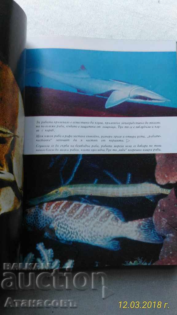 Auction The Underwater World Hans Hass Auction The Underwater World Hans Hass