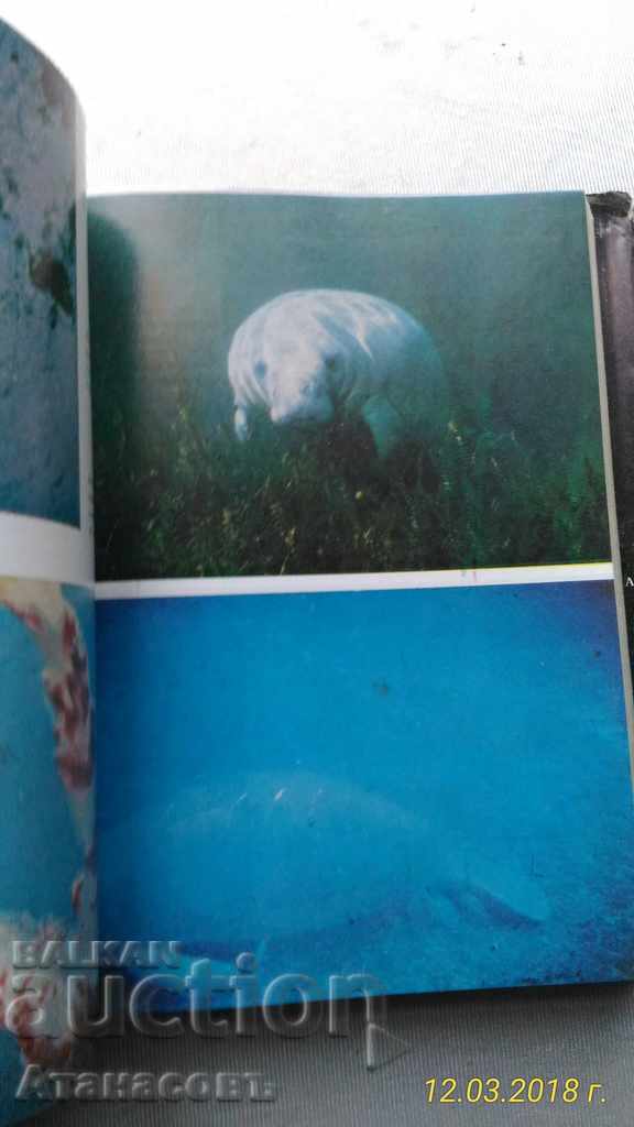 Delivery of The Underwater World Hans Hass Delivery of The Underwater World Hans Hass