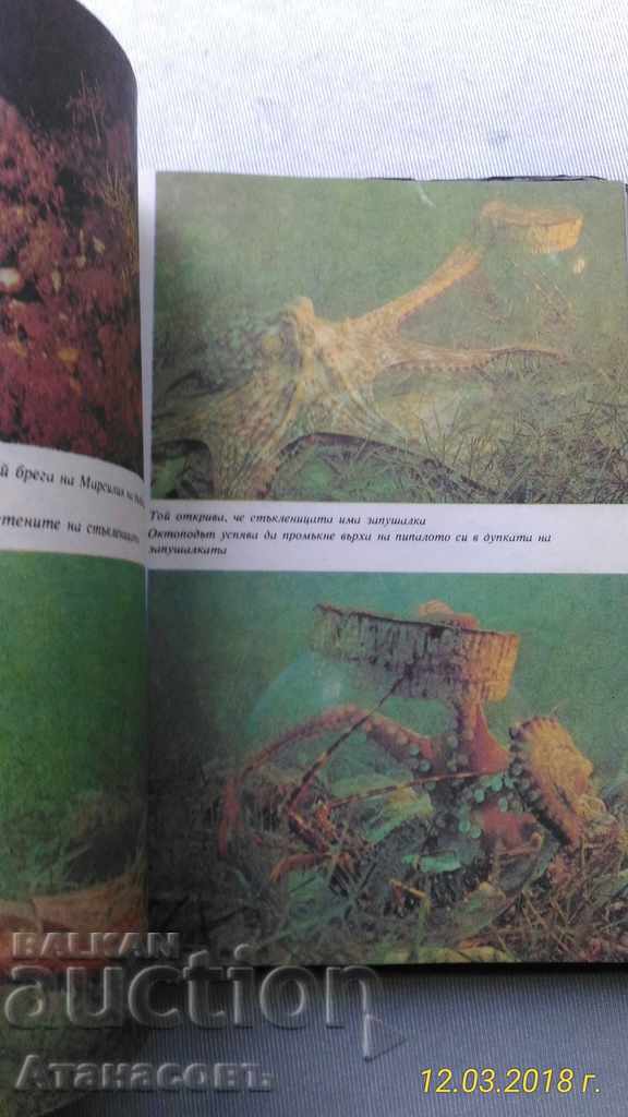 Licitație Caracatițe Jean Yves Cousteau, Philippe diol Licitație Caracatițe Jean Yves Cousteau, Philippe diol