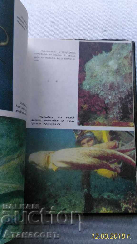 Caracatițe Jean Yves Cousteau, Philippe diol - 5 Caracatițe Jean Yves Cousteau, Philippe diol - 5