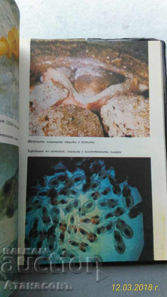 Caracatițe Jean Yves Cousteau, Philippe diol - 7 Caracatițe Jean Yves Cousteau, Philippe diol - 7