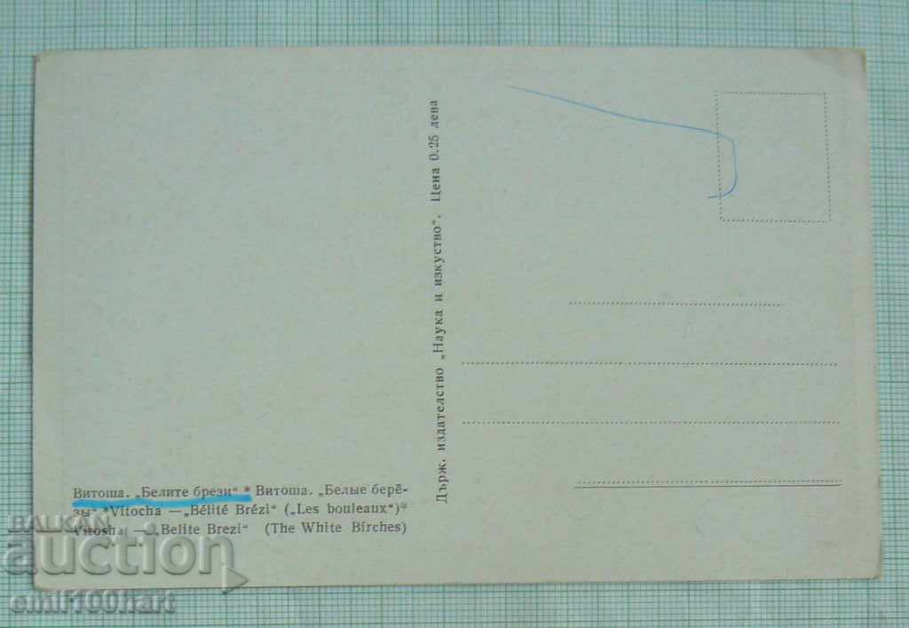 Postcard - Vitosha White birch with price 0.70 BGN | € 0.36 Postcard - Vitosha White birch with price 0.70 BGN | € 0.36