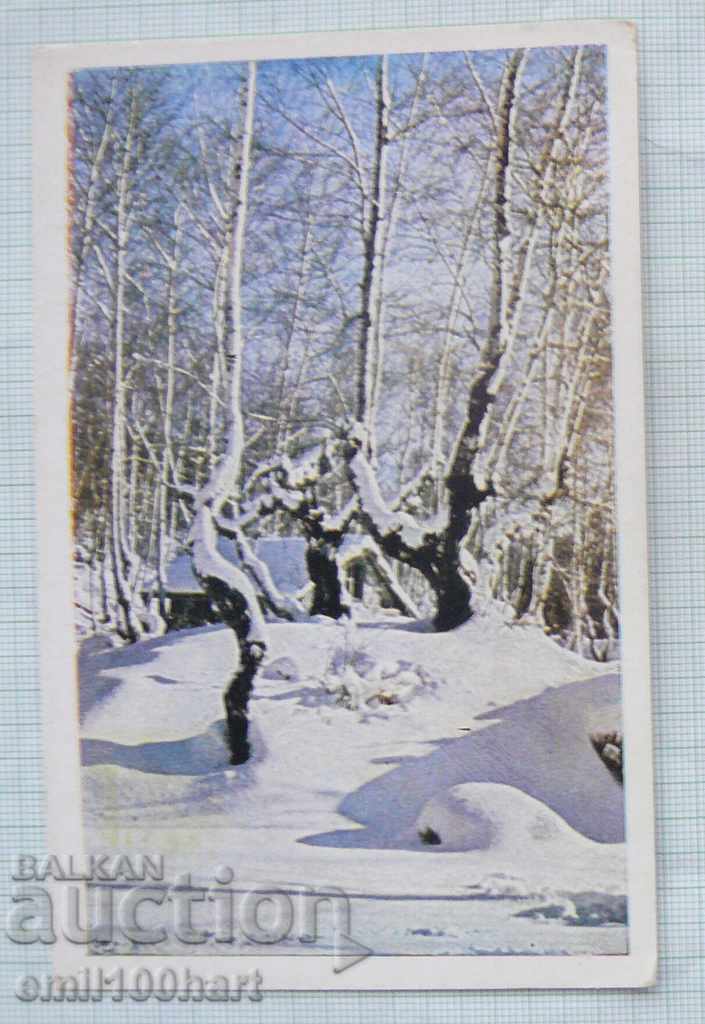 Postcard - Vitosha White birch