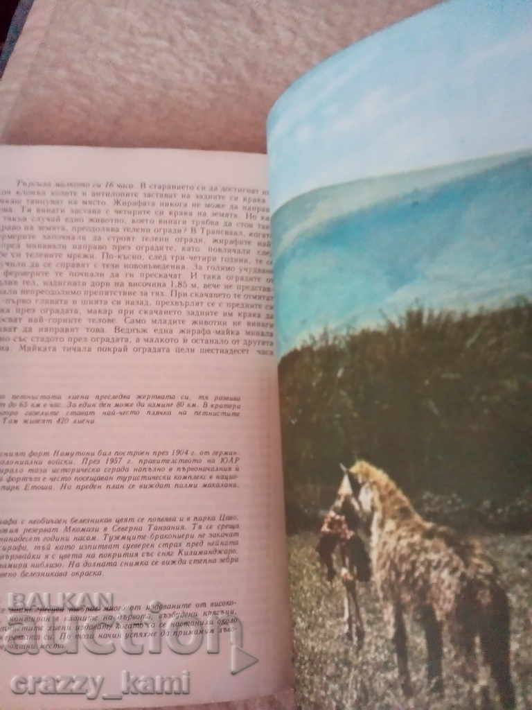 Auction  Bernhard Gimek Among the Animals of Africa