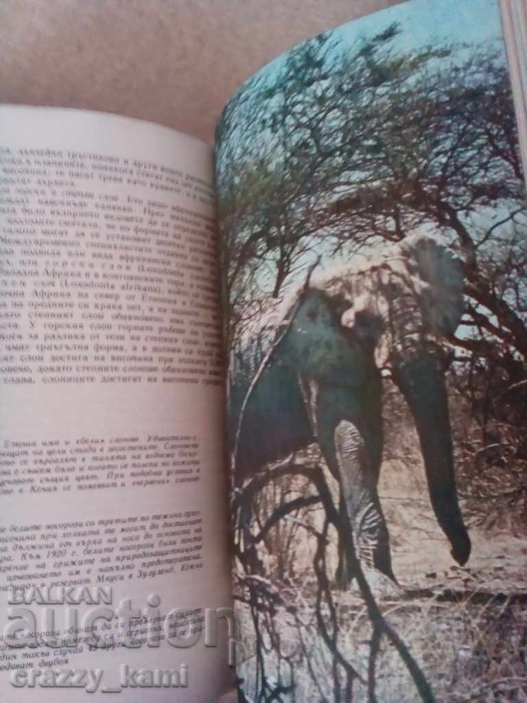 Bernhard Gimek Among the Animals of Africa - 5