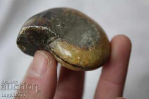 fossil natural marine opalised with price 69.00 BGN | € 35.28 fossil natural marine opalised with price 69.00 BGN | € 35.28