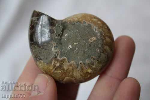 Auction fossil natural marine opalised Auction fossil natural marine opalised