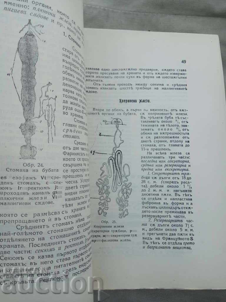 Bullfighting. P. Tankov - 6