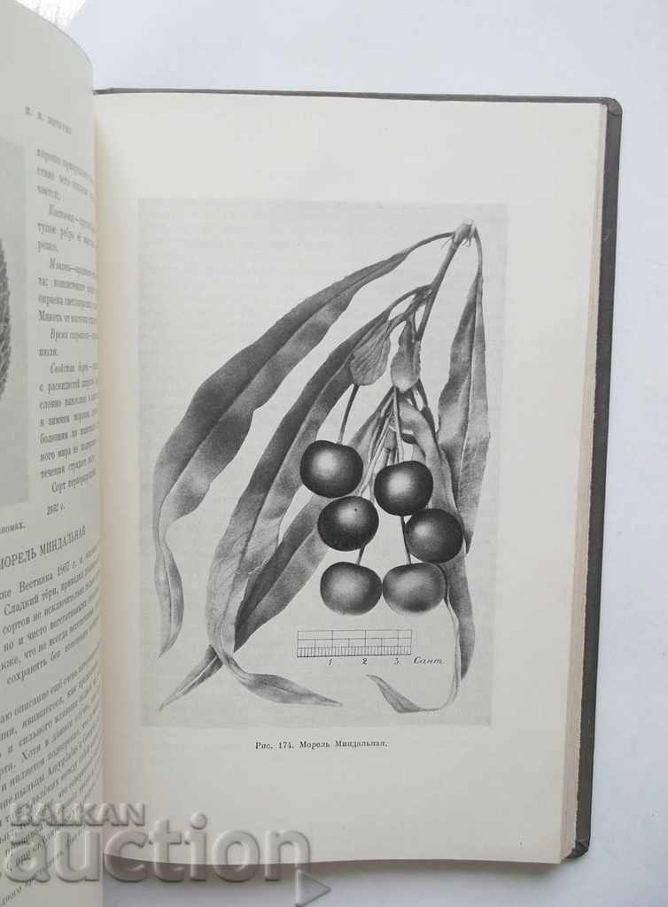 Избранные сочинения - И. В. Мичурин 1948 г. - 6 Избранные сочинения - И. В. Мичурин 1948 г. - 6