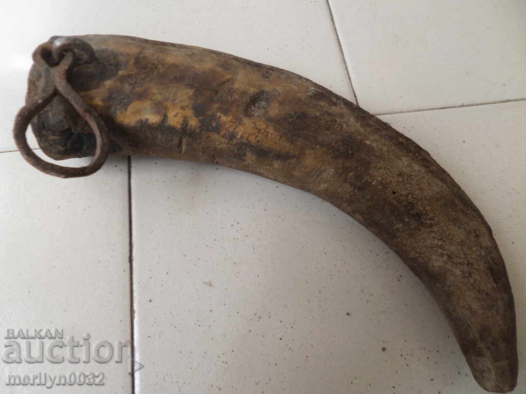 Auction Bismarck hazelnut tarnata Auction Bismarck hazelnut tarnata