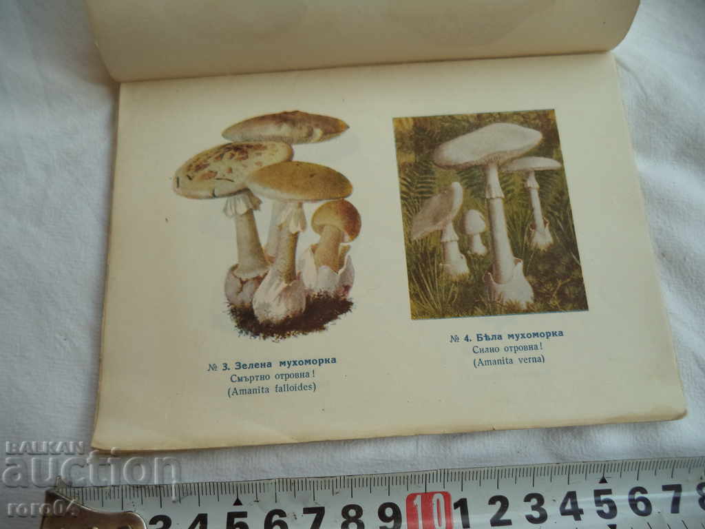 POWDER AND EDIBLE MUSHROOMS - 1941 with price 20.00 BGN | € 10.23 POWDER AND EDIBLE MUSHROOMS - 1941 with price 20.00 BGN | € 10.23
