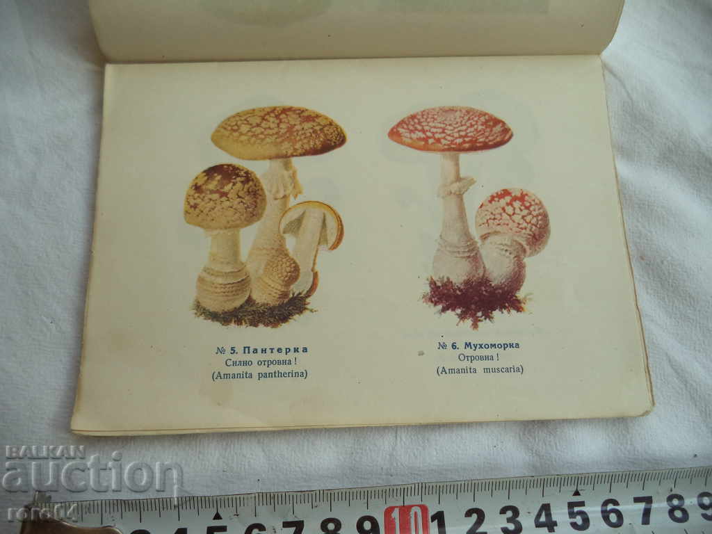 Auction POWDER AND EDIBLE MUSHROOMS - 1941 Auction POWDER AND EDIBLE MUSHROOMS - 1941