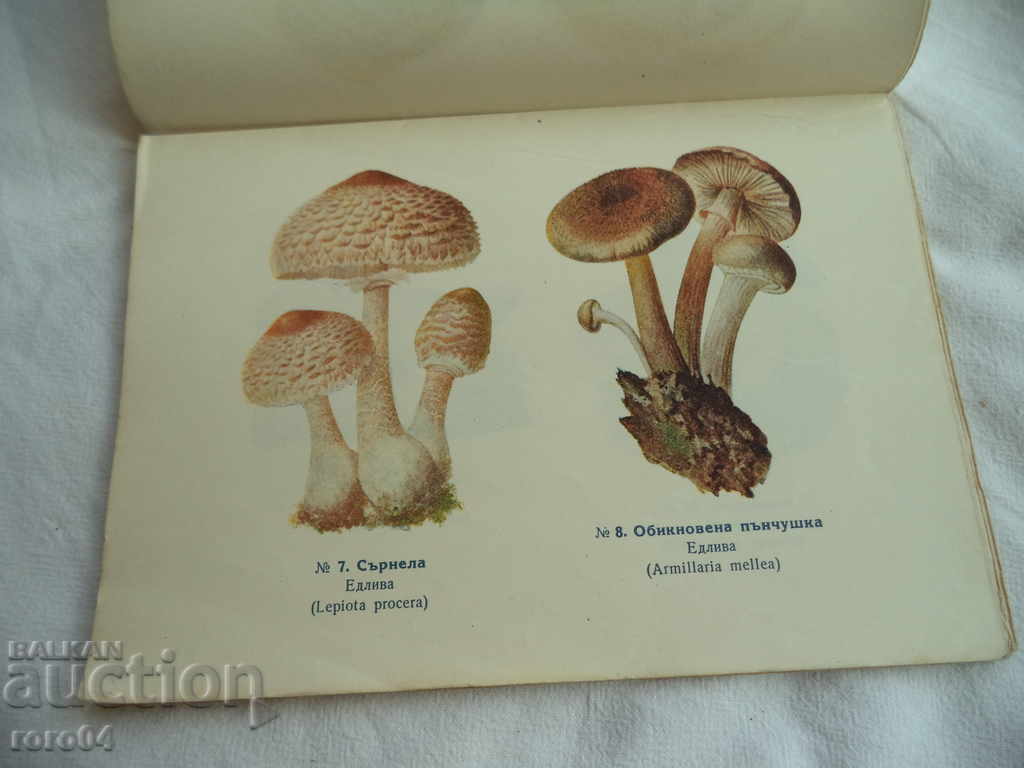 Delivery of POWDER AND EDIBLE MUSHROOMS - 1941 Delivery of POWDER AND EDIBLE MUSHROOMS - 1941