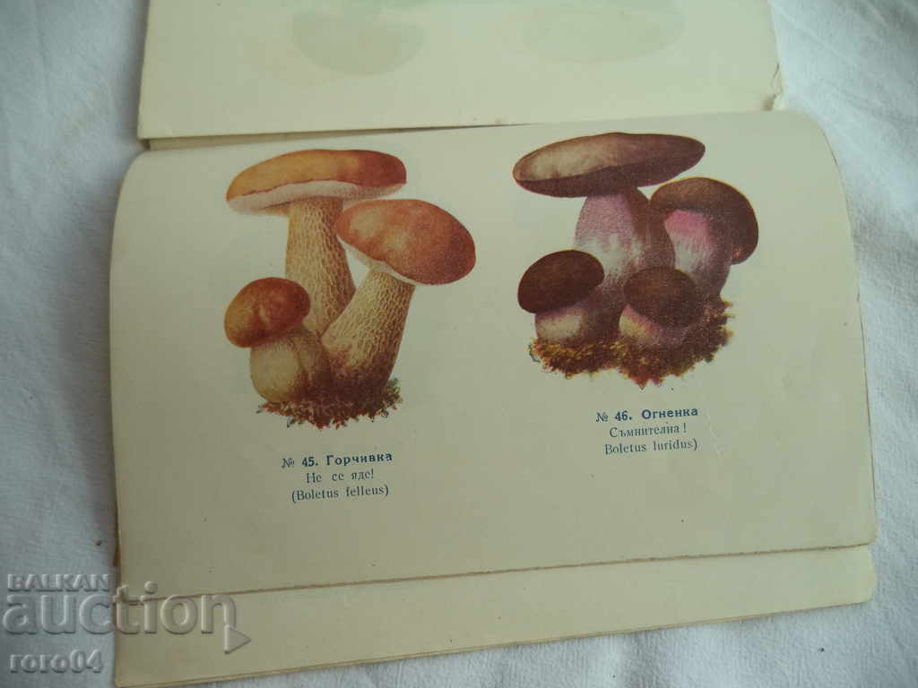 POWDER AND EDIBLE MUSHROOMS - 1941 - 5 POWDER AND EDIBLE MUSHROOMS - 1941 - 5